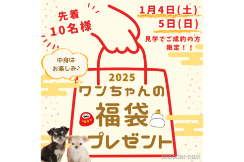 成約済の埼玉県のタイニープードル-360457の3枚目